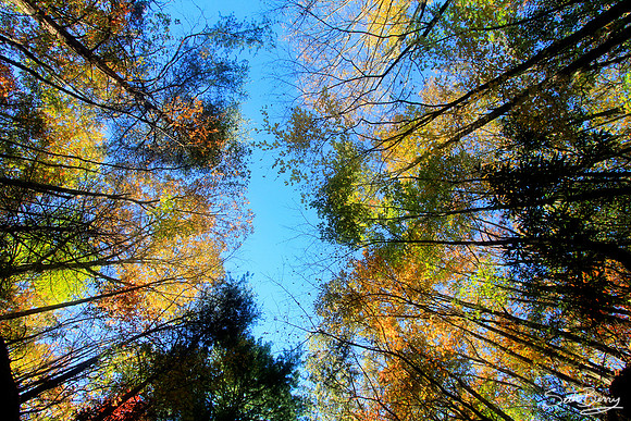 Trees
