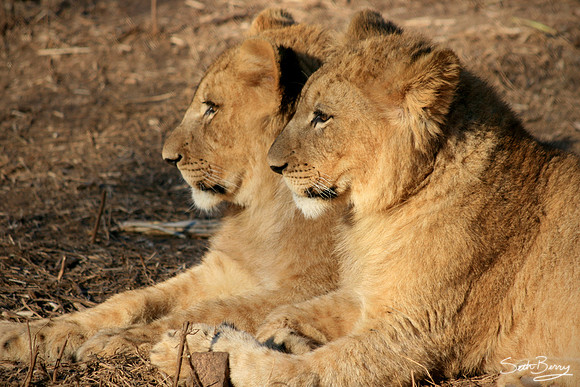Lions