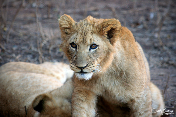 Lion Eyes