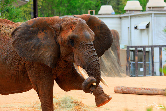 Elephant Tricks
