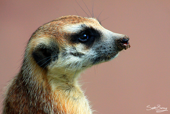 Meerkat Face