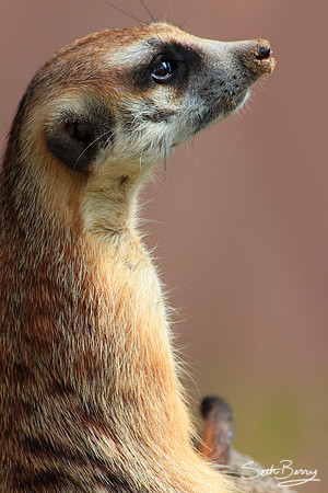 Meerkat Worrier