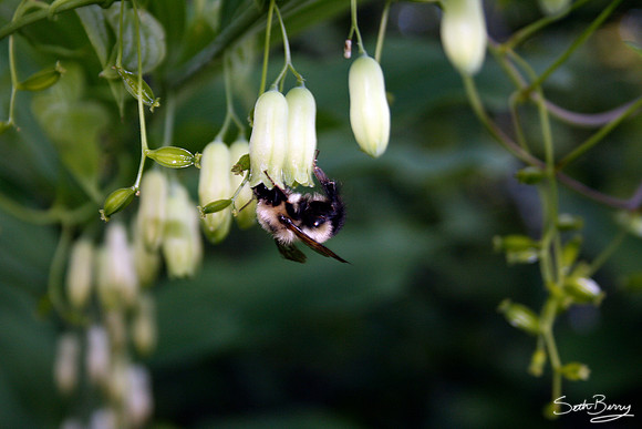 Bumble Bee