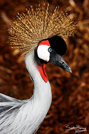 Grey Crowned Crane