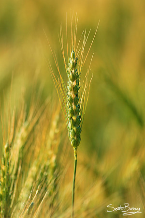 Wheat