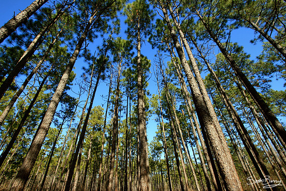Pine Tree Forest