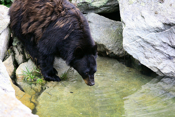Grandfather Mountain Bear