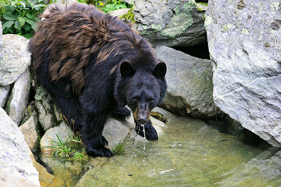 Grandfather Mountain Bear