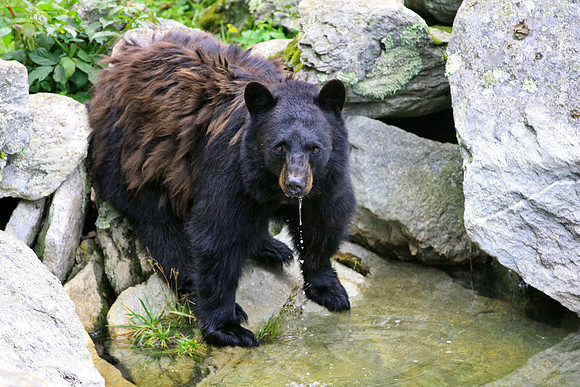 Grandfather Mountain Bear