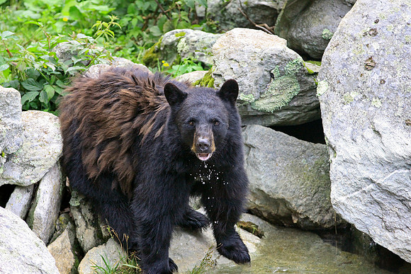 Grandfather Mountain Bear