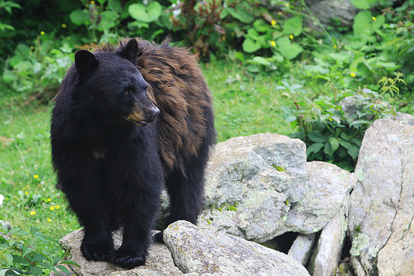 Grandfather Mountain Bear