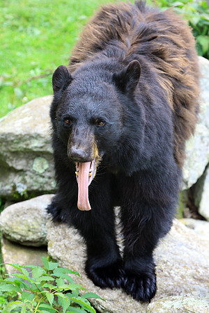 Grandfather Mountain Bear