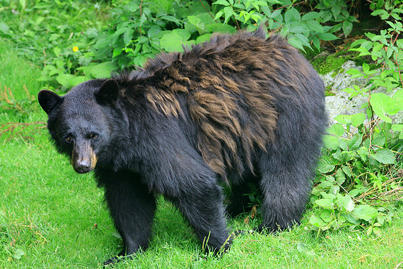 Grandfather Mountain Bear
