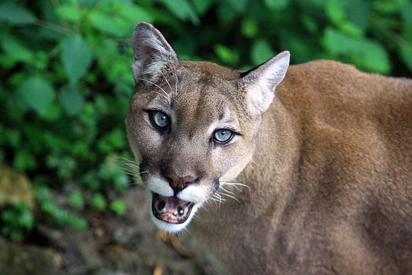 Grandfather Mountain Cougar