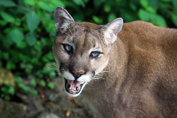Grandfather Mountain Cougar