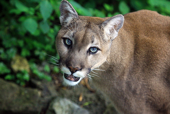 Grandfather Mountain Cougar