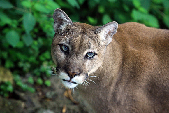 Cougar Eyes