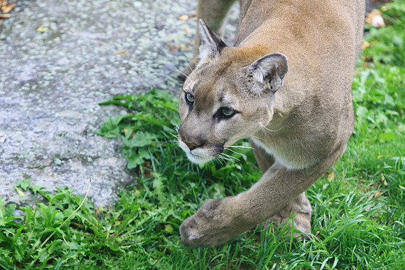 Grandfather Mountain Cougar