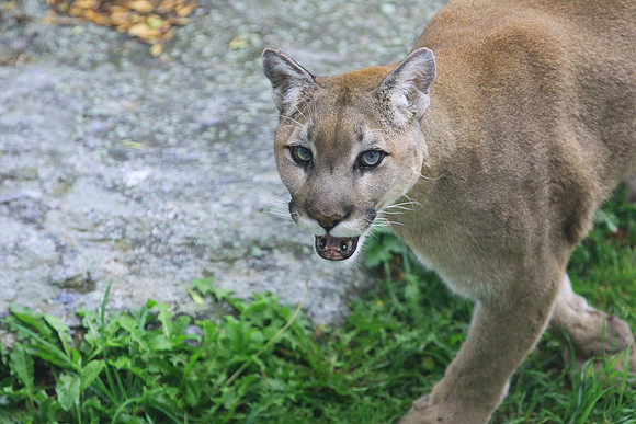 Grandfather Mountain Cougar