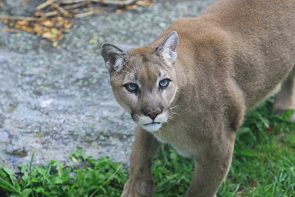 Grandfather Mountain Cougar