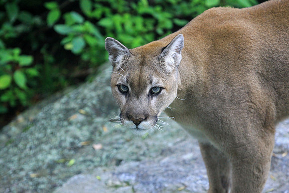 Grandfather Mountain Cougar