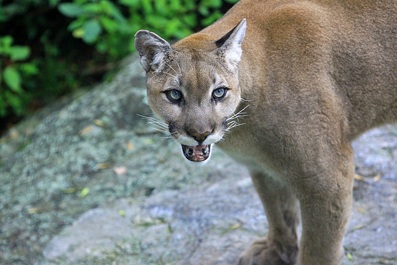 Grandfather Mountain Cougar