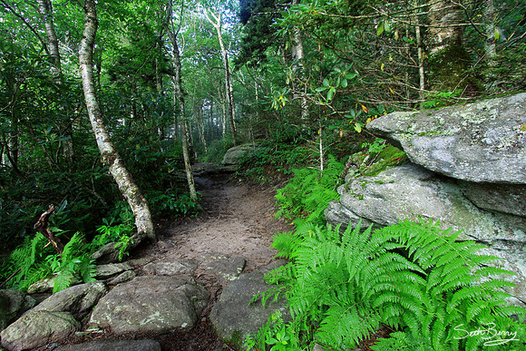 Bridge Trail, Grandfather Mountain