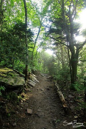 Bridge Trail, Grandfather Mountain
