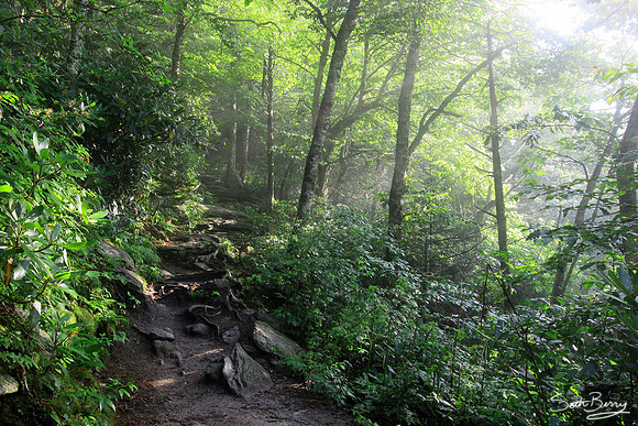 Grandfather Mountain Trails