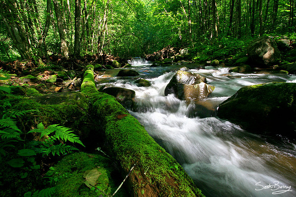 Mossy River
