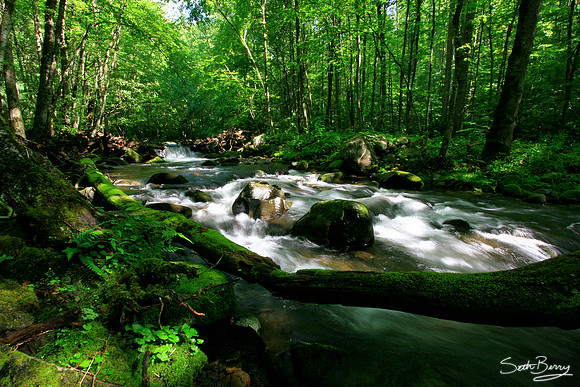 Summer in the Smokies