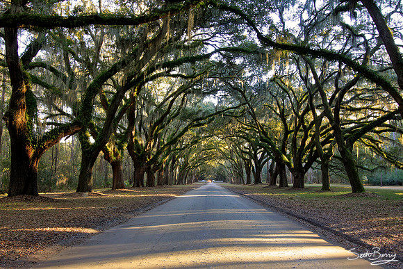 Wormsloe Plantation