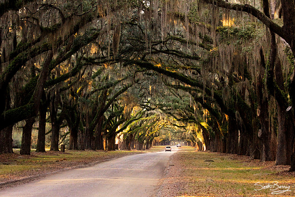 Wormsloe Plantation