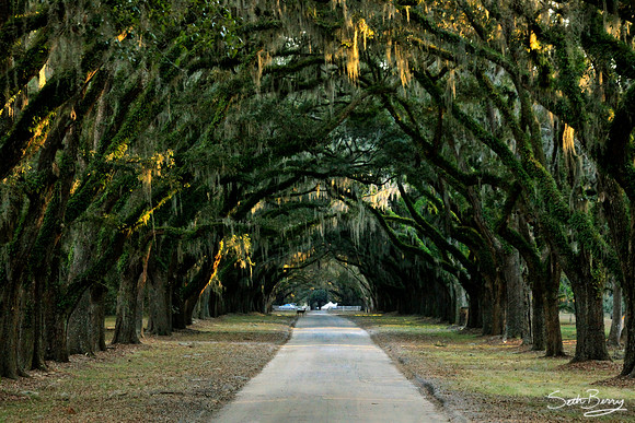 Wormsloe Plantation
