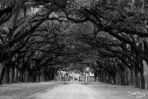 Wormsloe Plantation