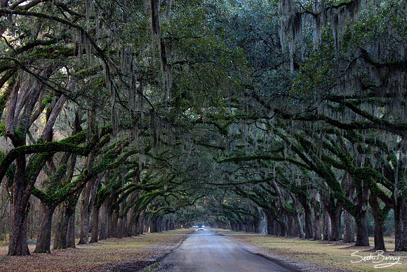 Wormsloe Plantation