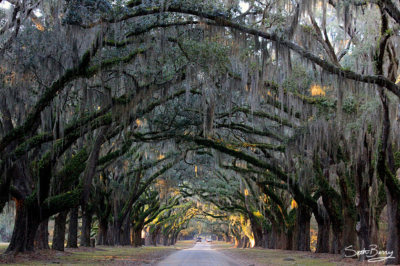 Wormsloe Plantation