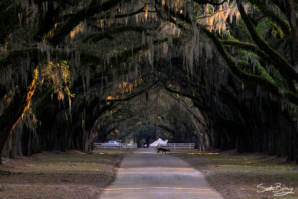 Wormsloe Plantation