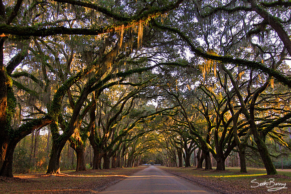 Wormsloe Plantation Oaks