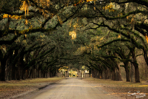 Wormsloe Plantation Oaks