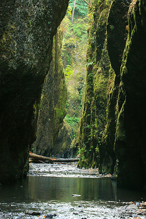 Oneonta Gorge