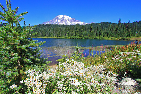 Reflection Lakes, Mt. Rainier