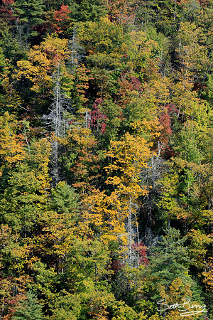 Autumn Colors