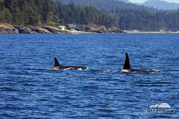 Orcas