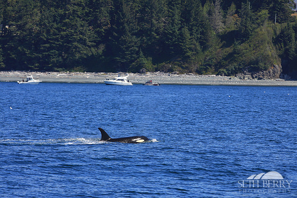 Orcas