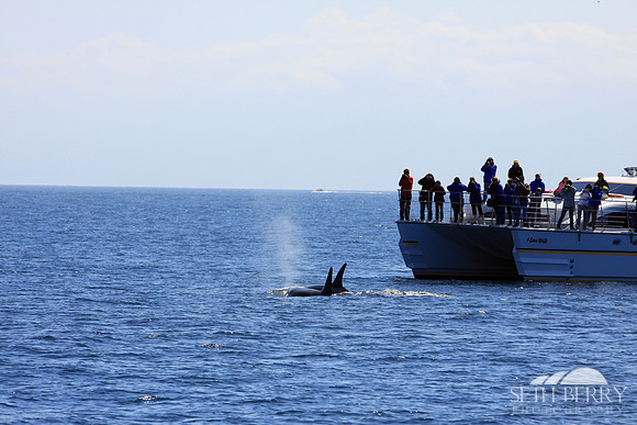 Orca Tour