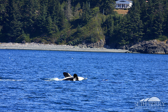 Performing Orca