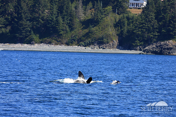 Orca teaching its Calf