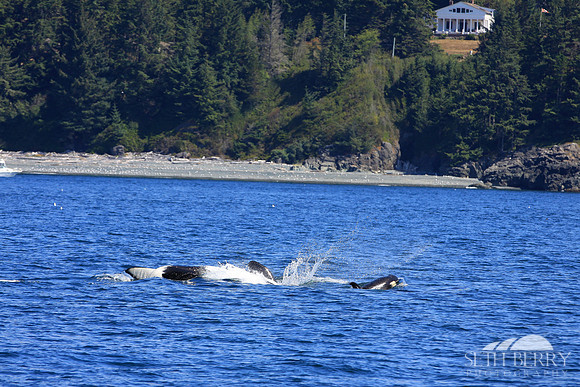 Orca Family
