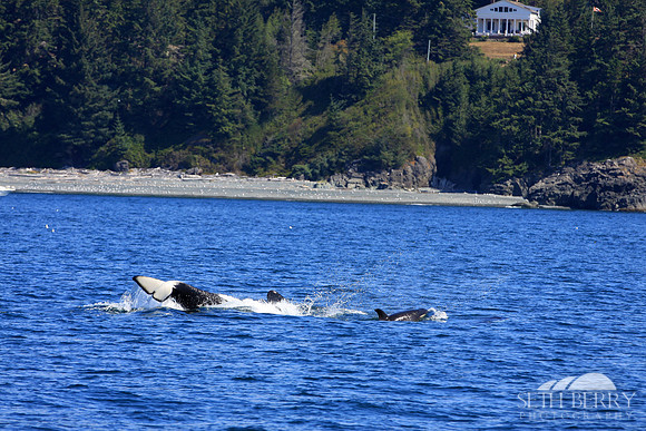 Orca Tricks